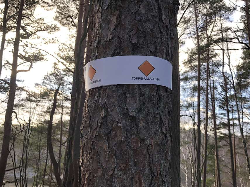 Runt ett träd sitter ett band med en orange symbol på.